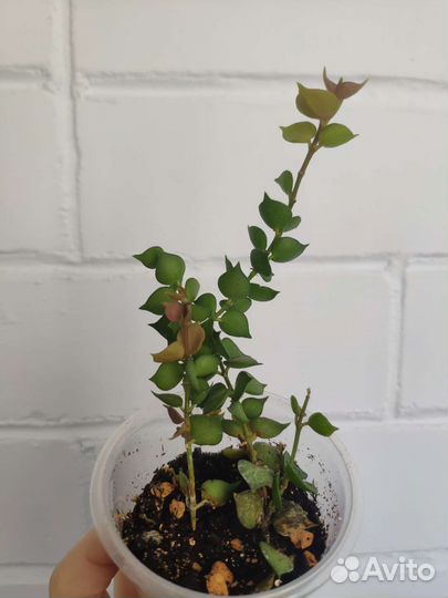 Крассула толстянка