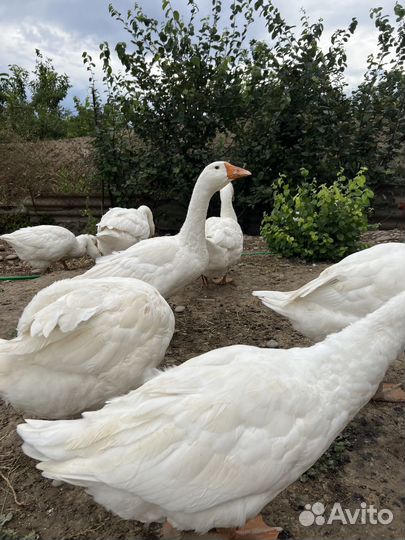 Продам Гусей