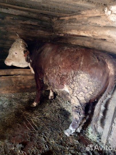 Быки герефорд на племя