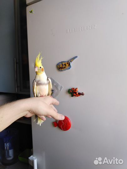 Корелла птенцы ручные