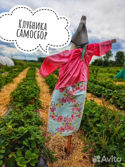 Клубника самосбор Калининград