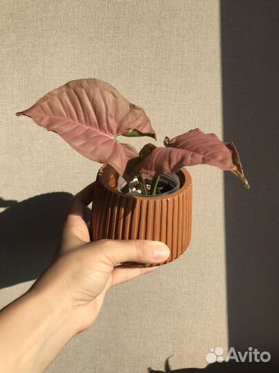 Сингониум неон пинк