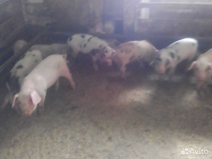 Поросята