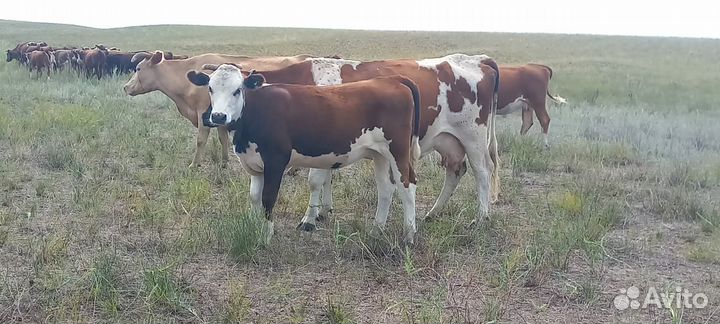 Бычки, телочки