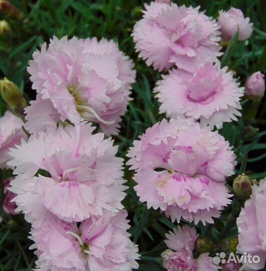 Гвоздика перистая