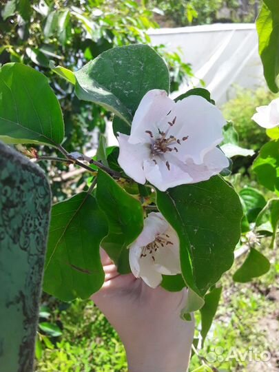 Айва 3х видов. Барбарис