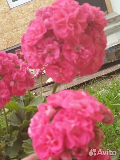 Герань пеларгония розебудная