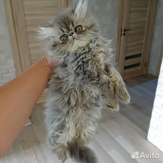 Персидские котята