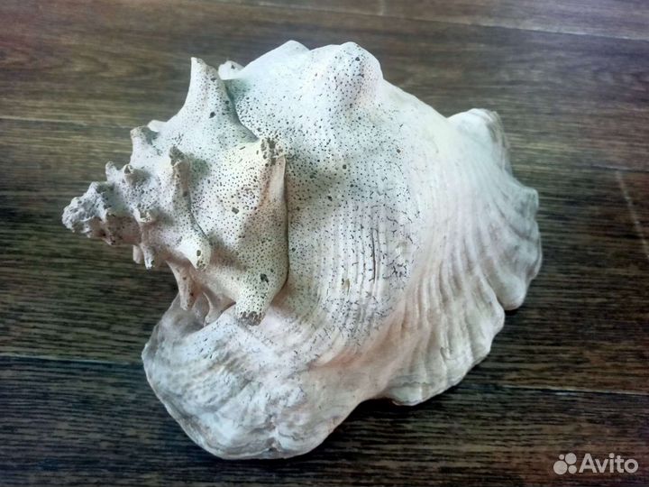 Ракушка черноморская