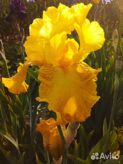 Ирисы бородатые сортовые