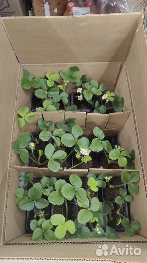 Рассада клубники