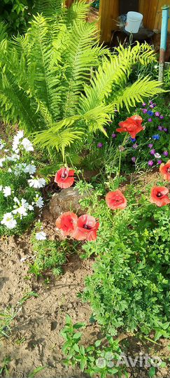 Укоренённые листы фиалок