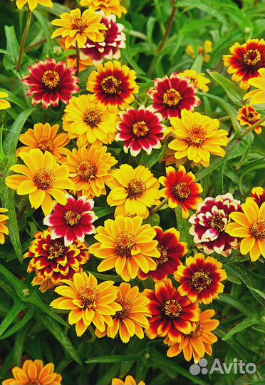 Цинния Персидский ковер 0,2 гр