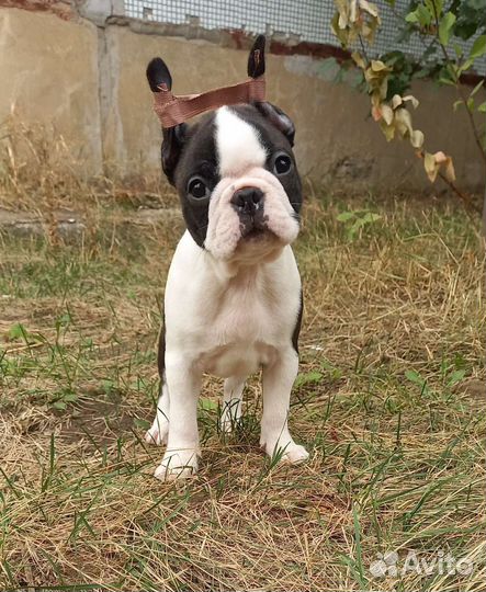 Бостон терьер щенок