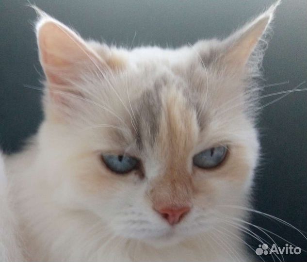 Кошка в дар бесплатно