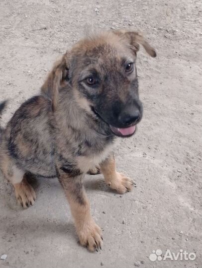 Собака в добрые руки отдам бесплатно