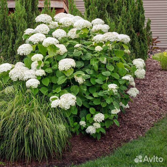 Саженцы Гортензия древовидная Аннабель доставка
