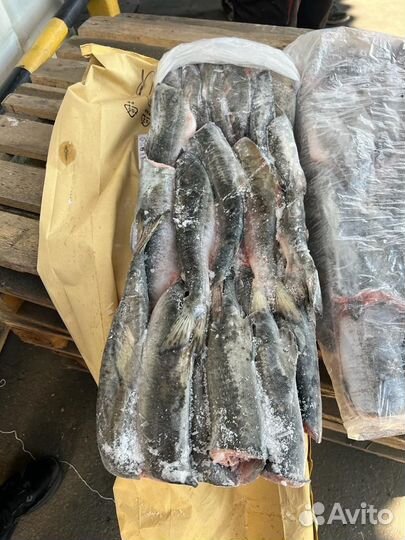 Рыба свежемороженая тихоокеанская 2023 Оптом
