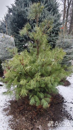 Сосна Веймутова