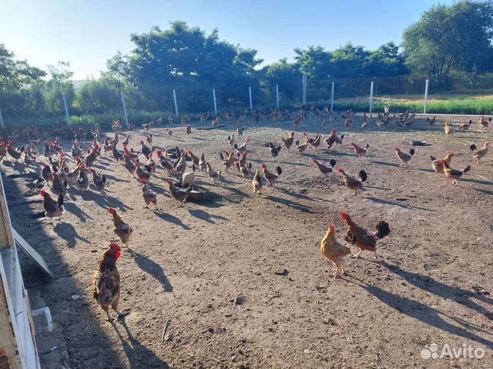 Молодые куры