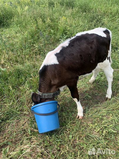 Телята трех месяц