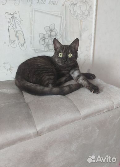 Кошка с котятами