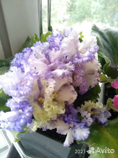 Фиалки взрослые,старты, детки