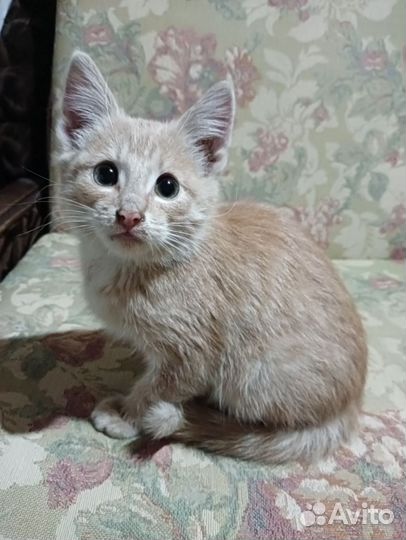 Котёнок в добрые руки