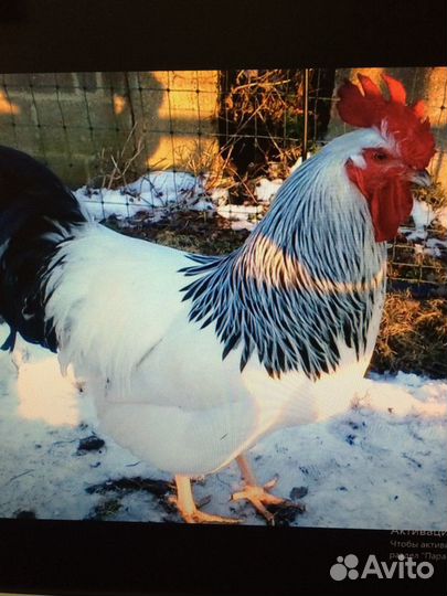 Индюшата, цыплята, инкубационное яйцо