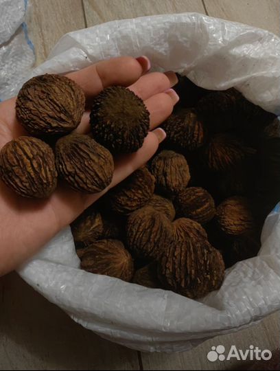 Орех черный саженцы