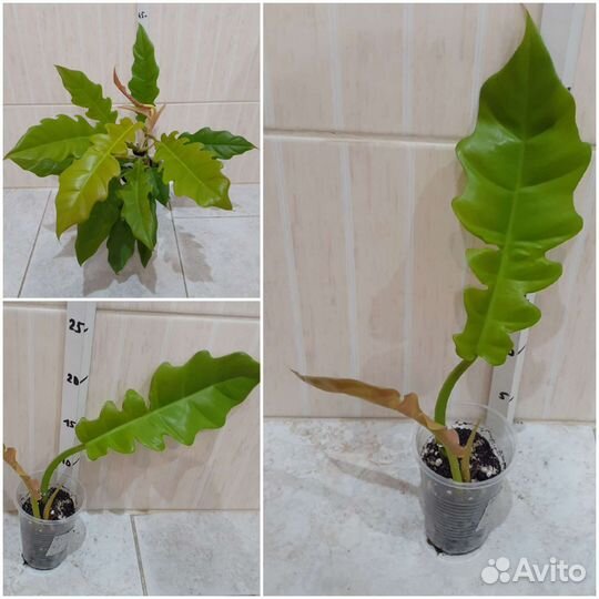 Эпипремнум, Филодендрон в ассортименте, Пеперомия