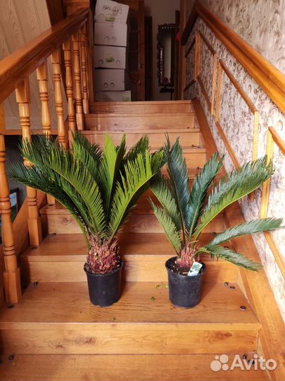 Цикас революта