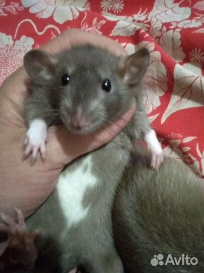 Крысята, крыса, стерильные девочки и мальчики