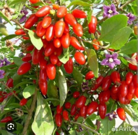 Ягода -Годжи 