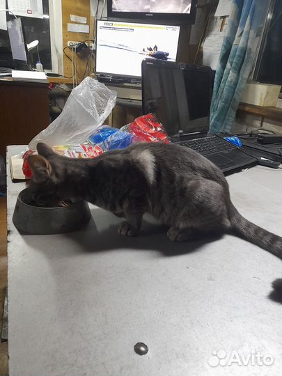 Котенок мальчик