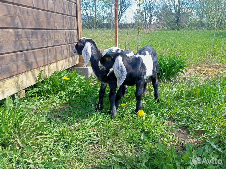 Нубийские козочки