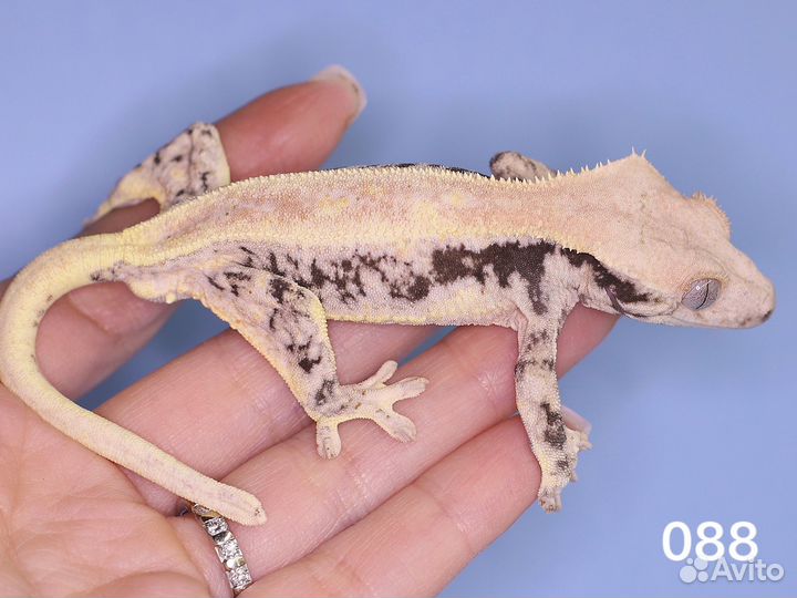 Реснитчатый бананоед lilly white drippy