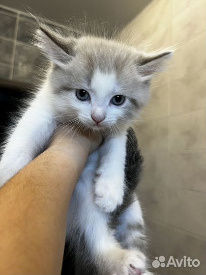 Кошка в дар бесплатно