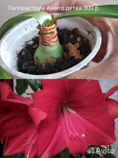 Гиппиаструм