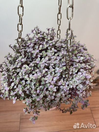 Каллизия розовая пантера