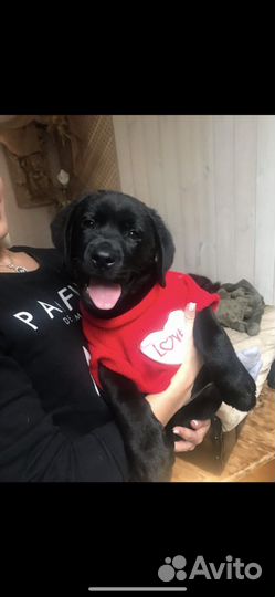 Кобель Лабрадора вязка