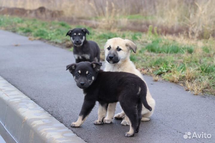 Подари щенкам дом