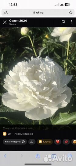 Деленки пионов