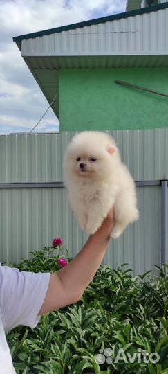 Шпицуля девочка мини