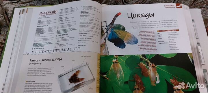 Коллекция насекомых от Deagostini 2010-2011