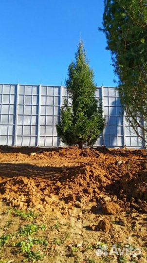 Ель обыкновенная в розницу