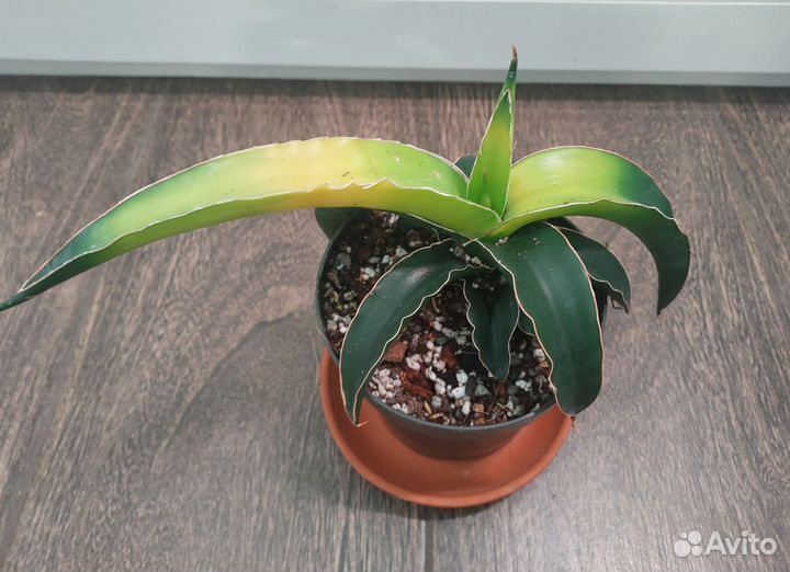 Сансевиерия star canary