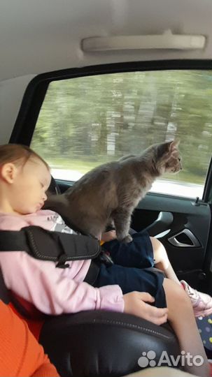 Автокресло с изофикс