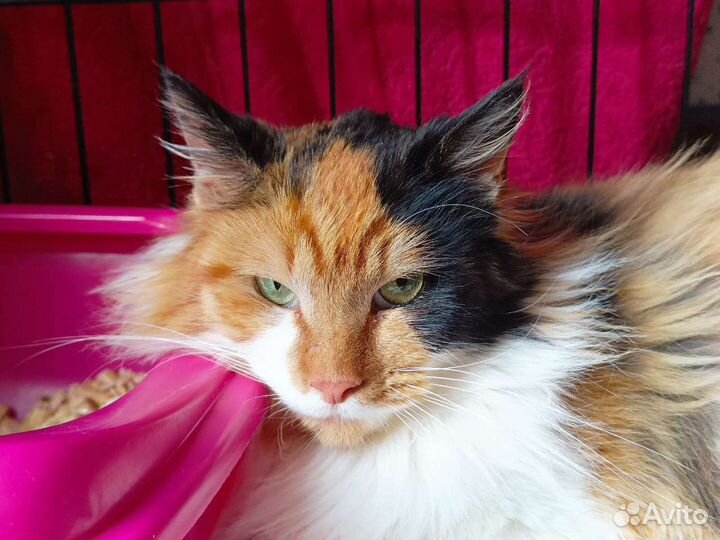 Кошка в дар