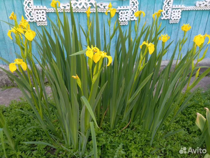 Лилейники, ирисы, хосты